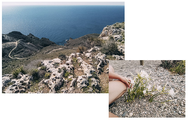 Flora de Almería en los acantilados y playas